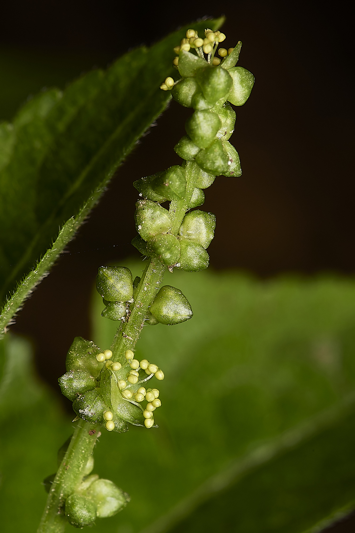 BuckemhamWoodsDog&#39;sMercury280224-1