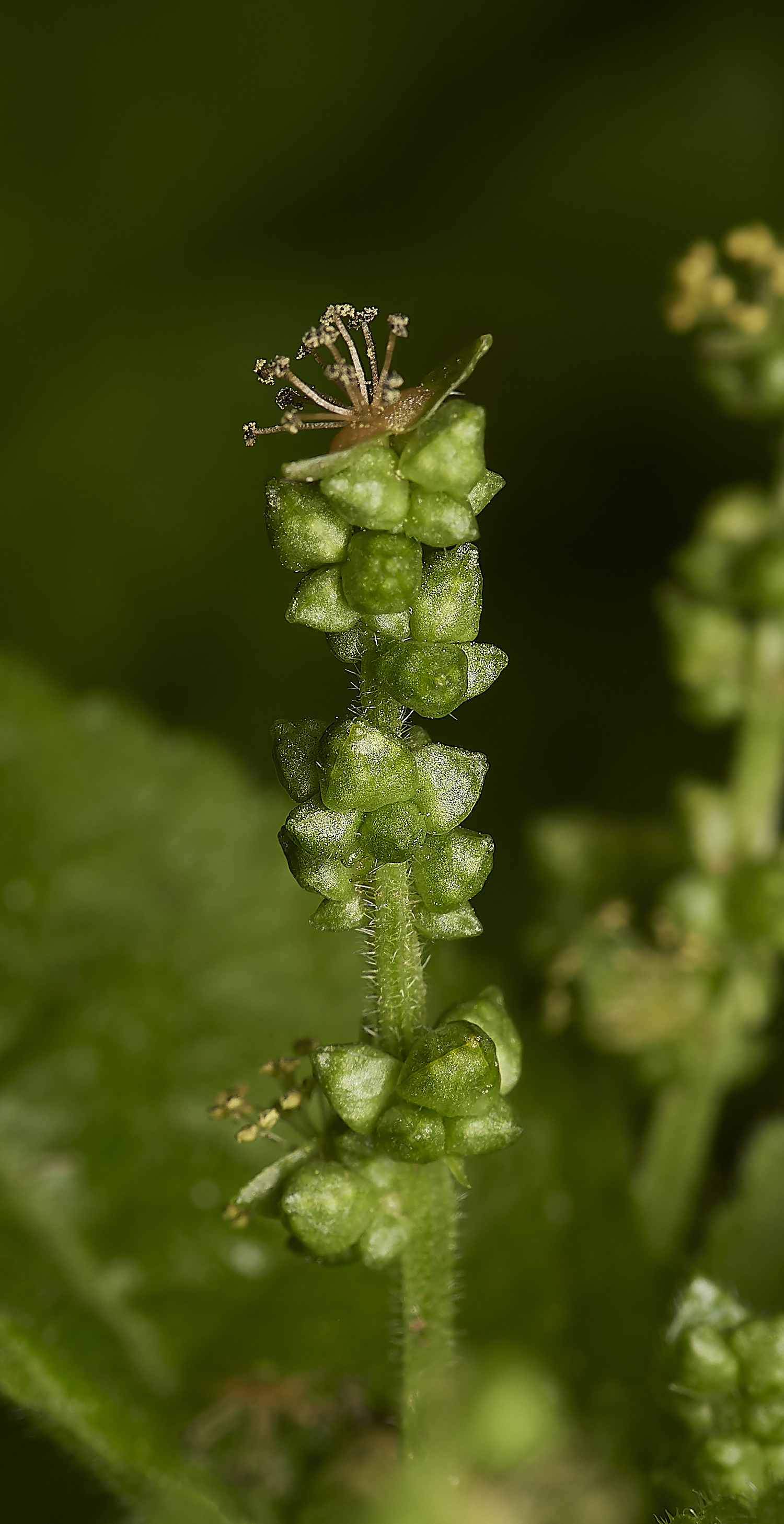 BuckemhamWoodsDog&#39;sMercury280224-4