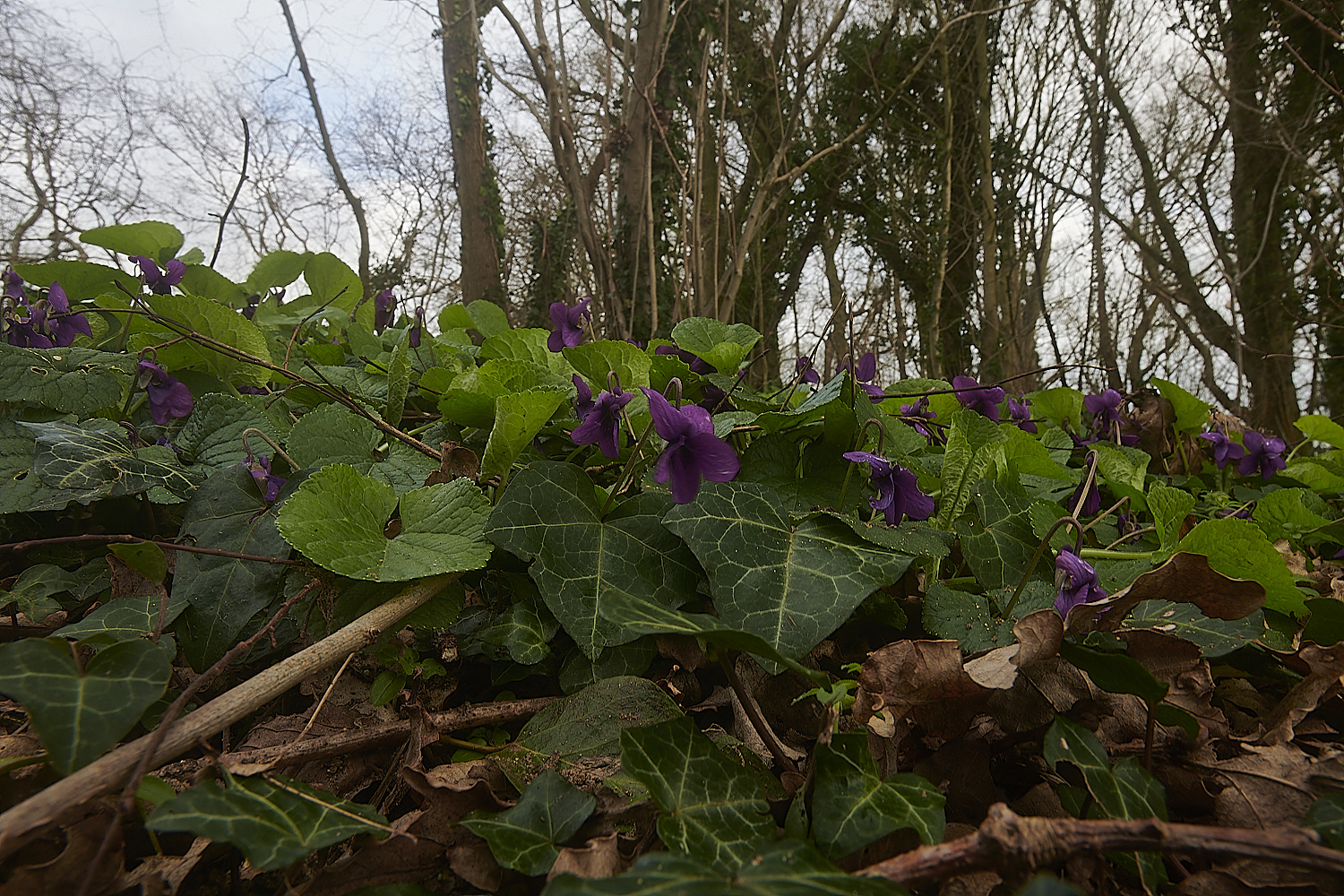 BuckemhamWoodsSweetViolet280224-2