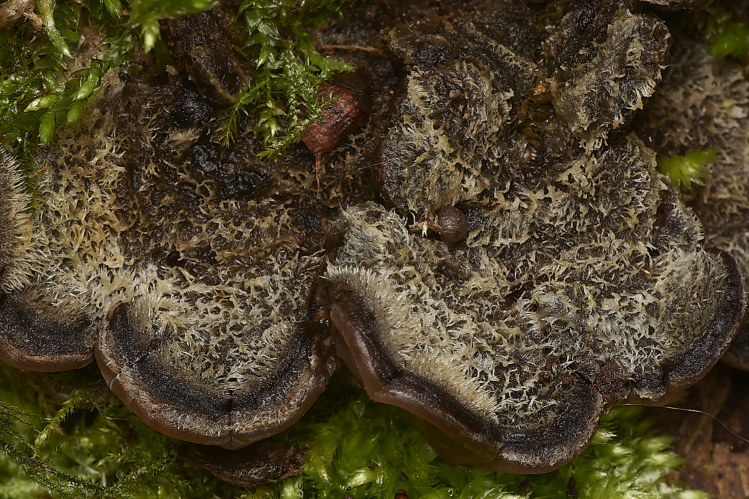 BuckemhamWoodsTripFungus280224-1