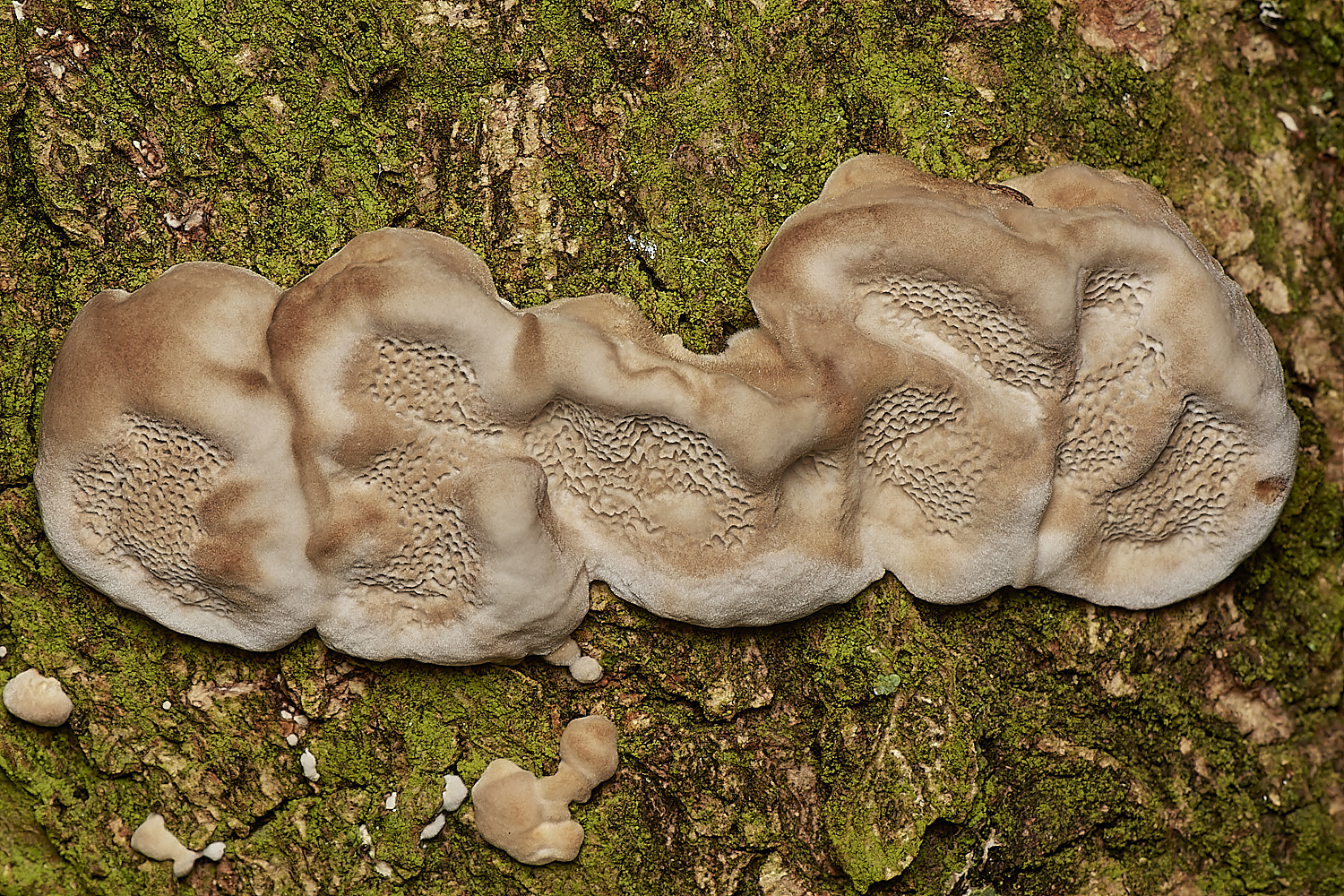 BuckenhamWoodsFungusSp2280224-1