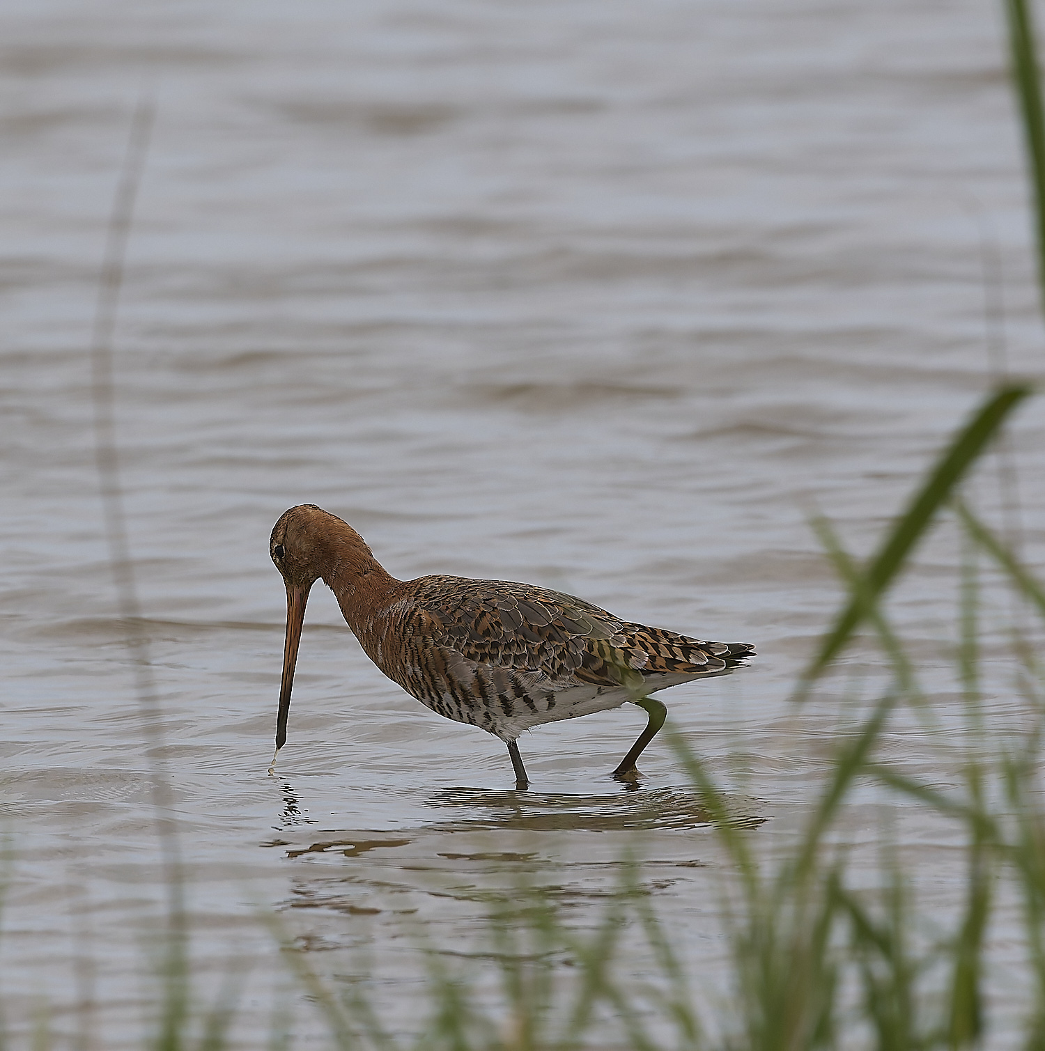 CleyBlack-tailedGodwit010524-1-NEF-