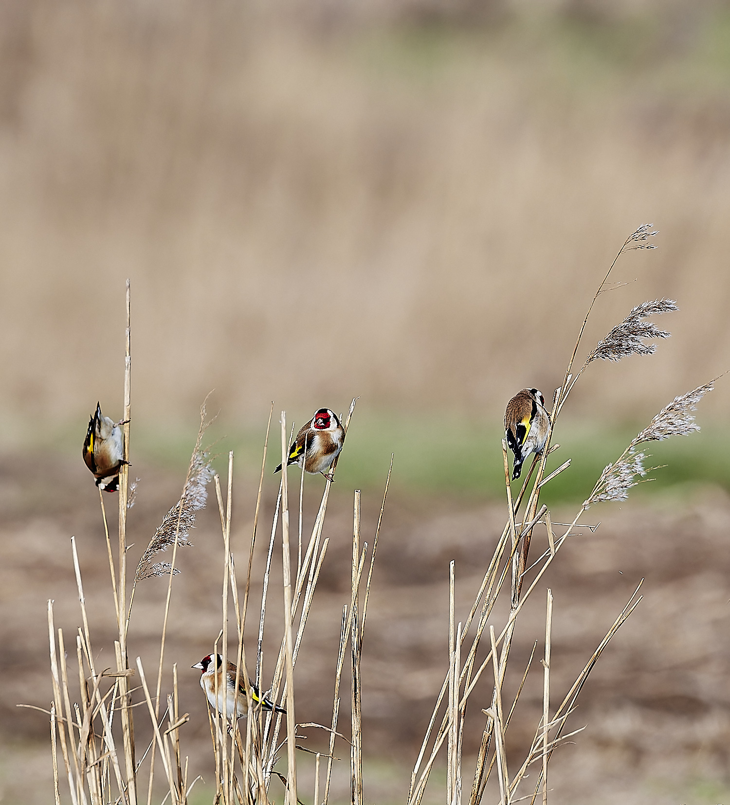 CleyGoldfinch270124-2-NEF_DxO_DeepPRIMEXD