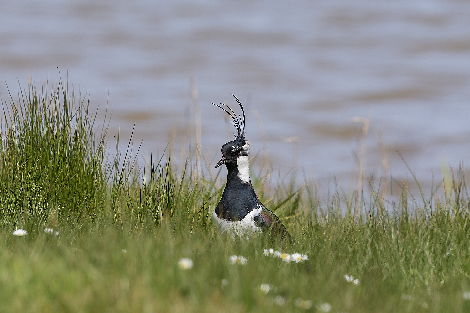 CleyLapwing010524-1-NEF-