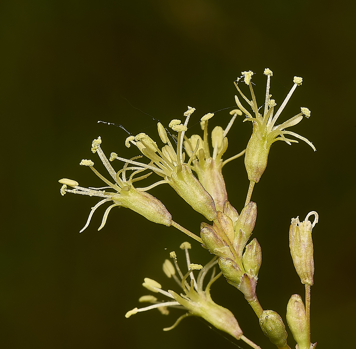 CranwichCatchfly130624-1-NEF-