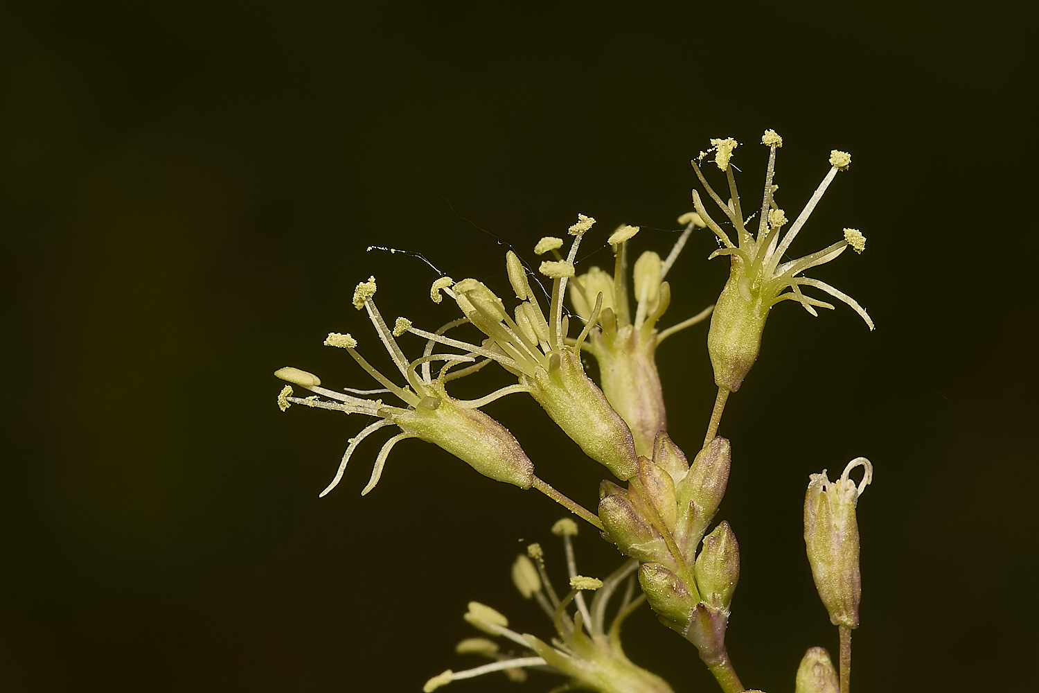 CranwichCatchfly130624-2-NEF-