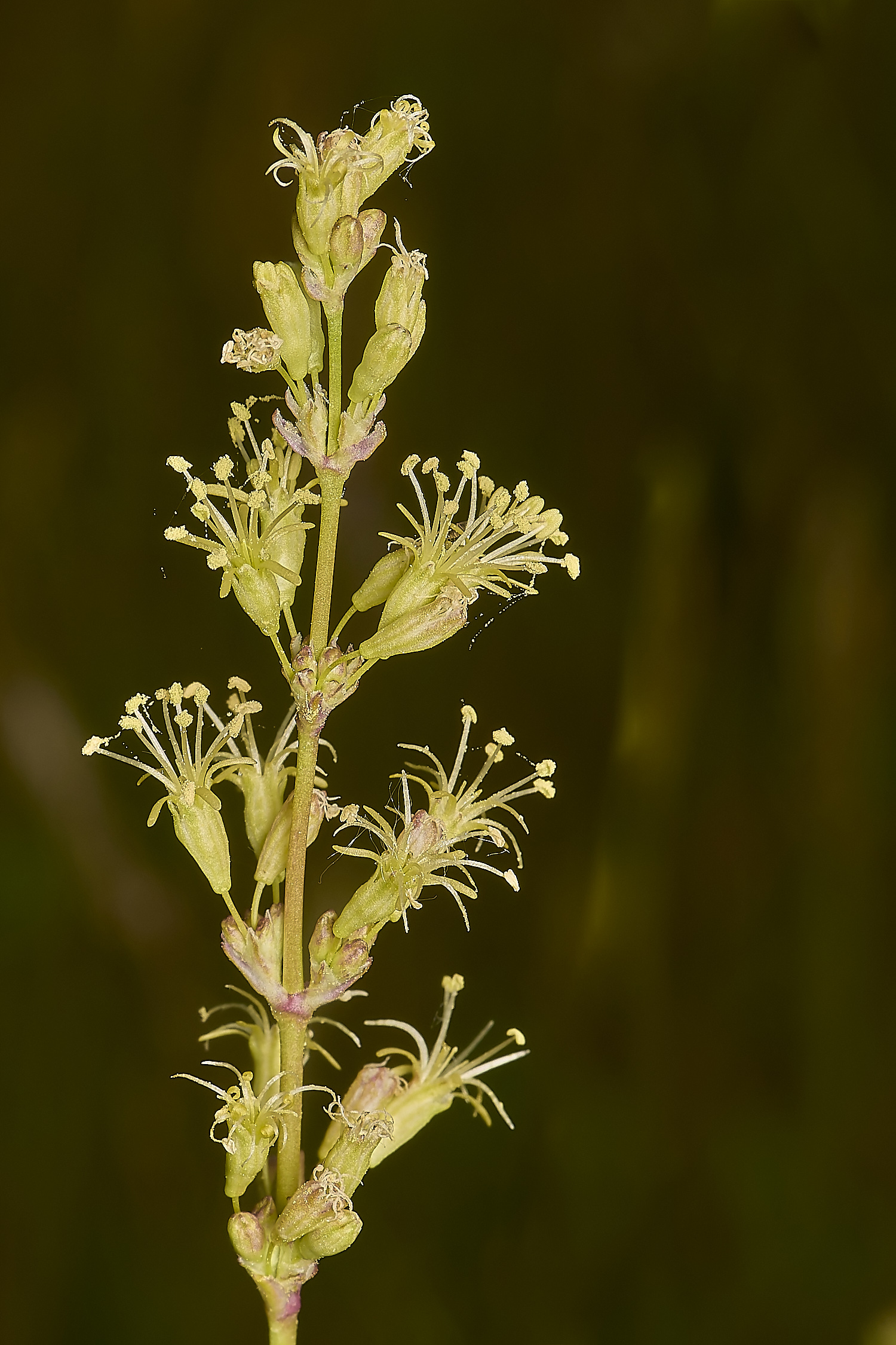 CranwichCatchfly130624-4-NEF-