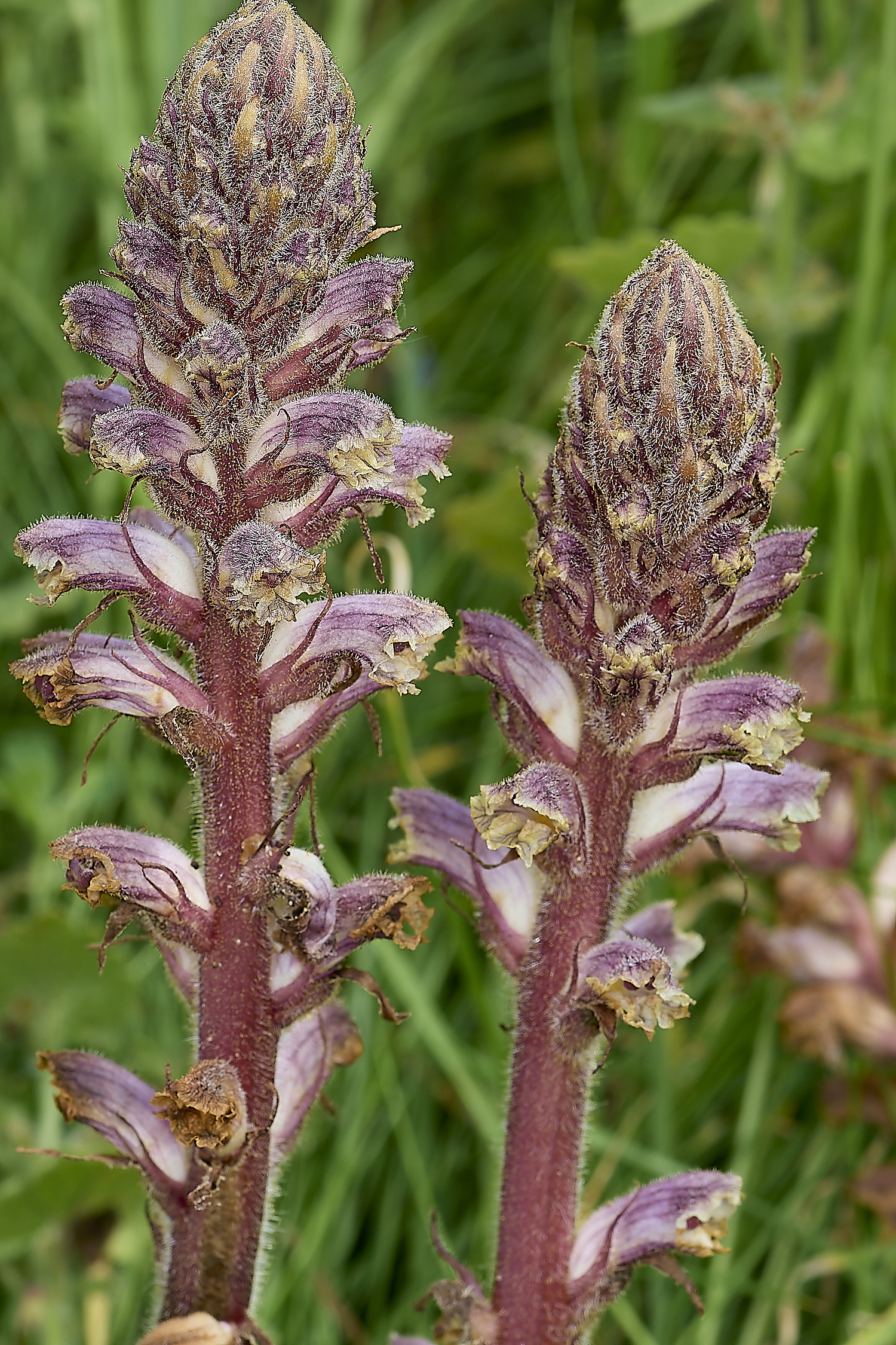 CranwichCommonBroomrape130624-1-NEF-