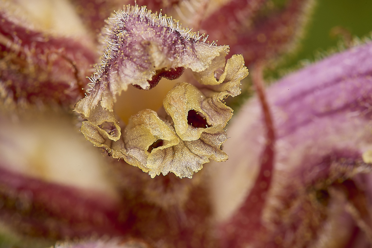 CranwichCOmmonBroomrape130624-3-NEF-