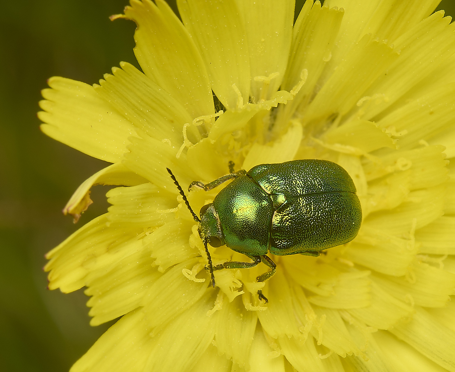 CranwichGreenBeetle130624-2-NEF-