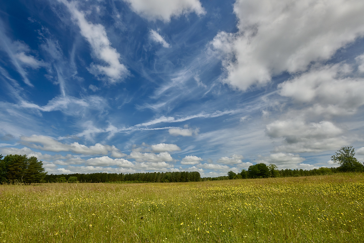 CranwichHeath190624-12-NEF- 1