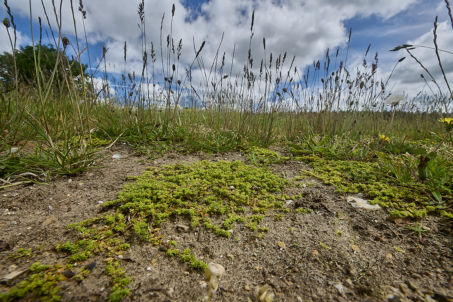 CranwichHeath190624-15-NEF-