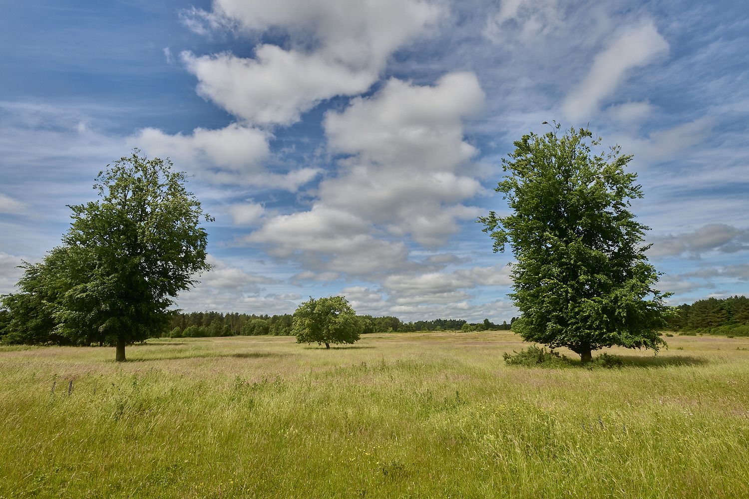 CranwichHeath190624-7-NEF- 1