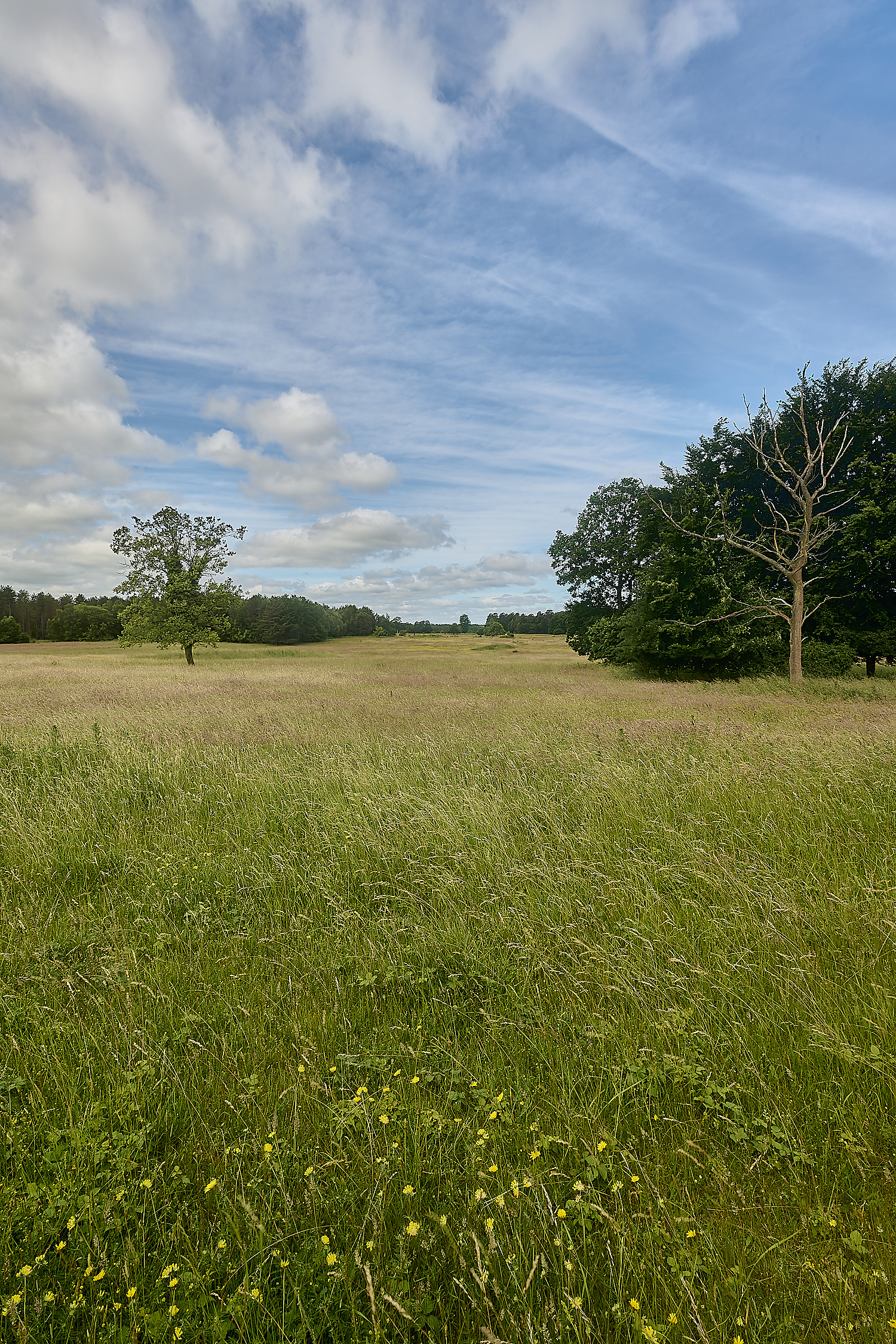 CranwichHeath190624-8-NEF- 1