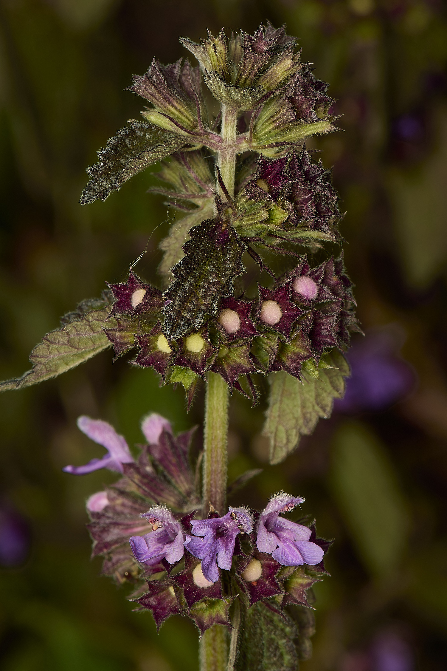 CranwichHeathBlackHorehound190624-2-NEF-