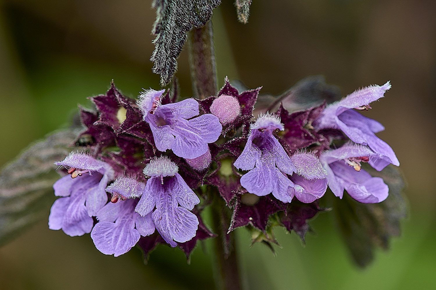 CranwichHeathBlackHorehound190624-3-NEF-