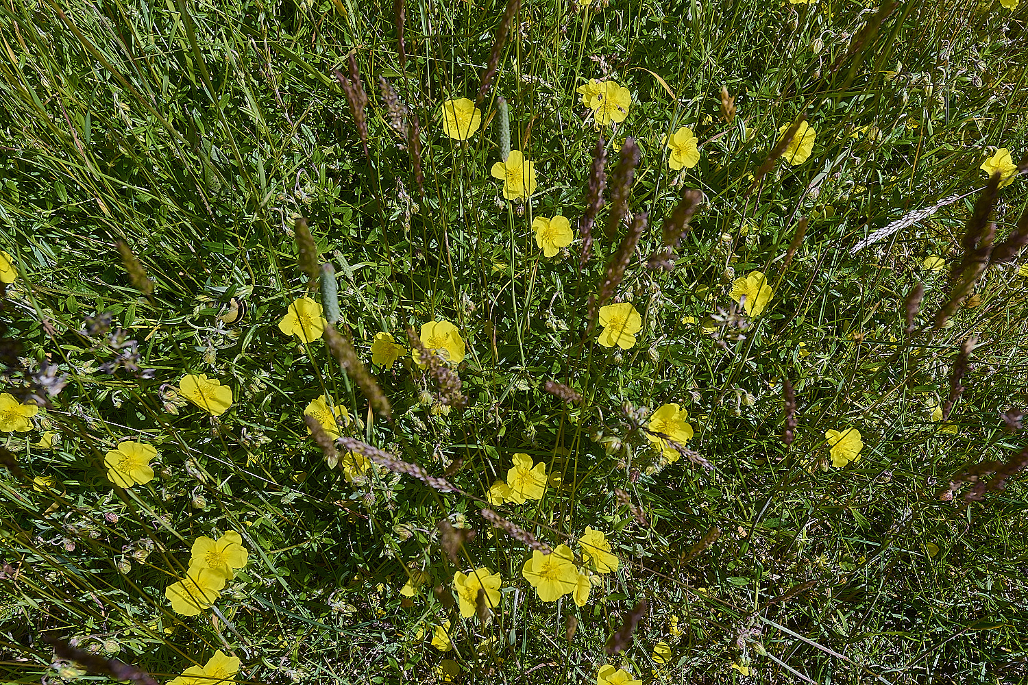 CranwichHeathHelianthemum190624-3-NEF-