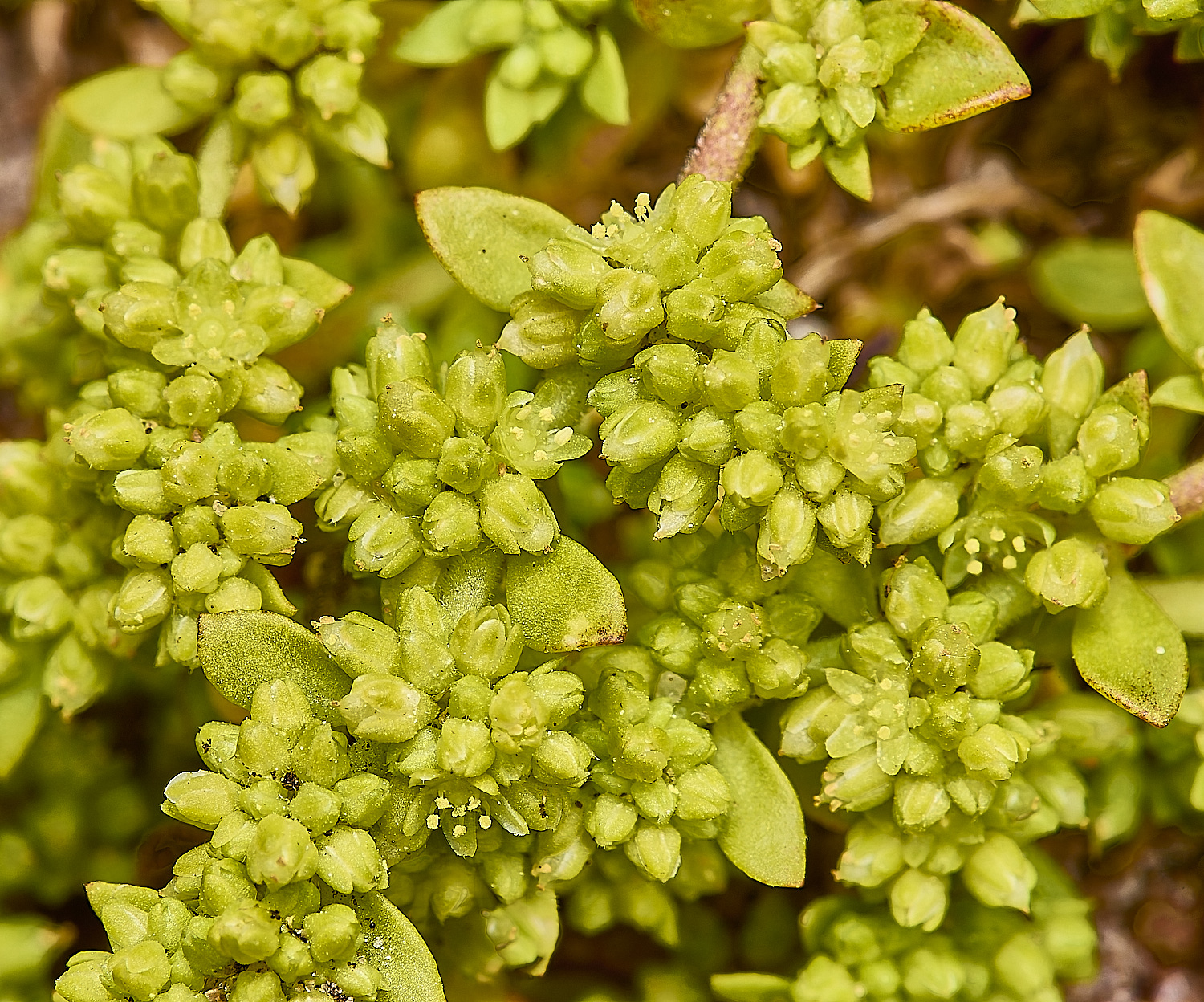 CranwichHeathRupturewort190624-3-NEF-