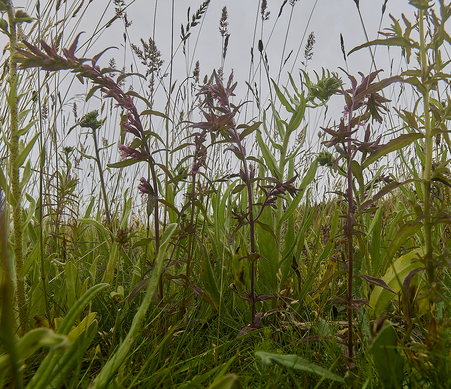 CranwichRedBartsia130624-1-NEF-