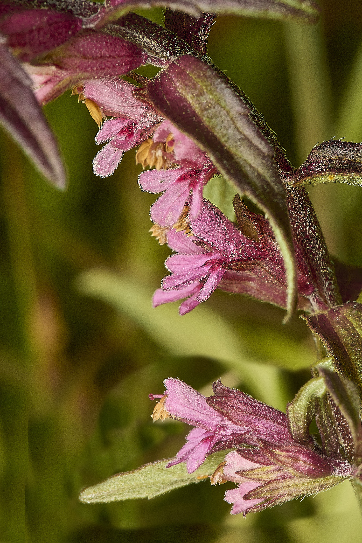 CranwichRedBartsia13624-3