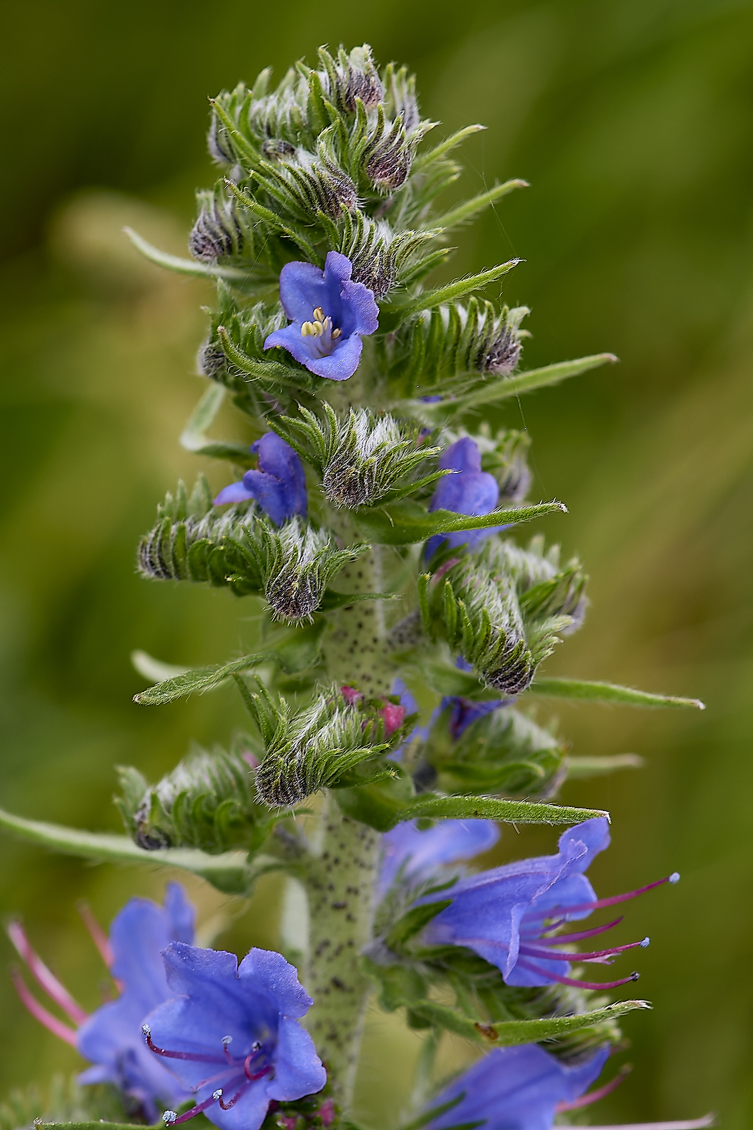 CranwichViper&#39;sBugloss13624-1-NEF-