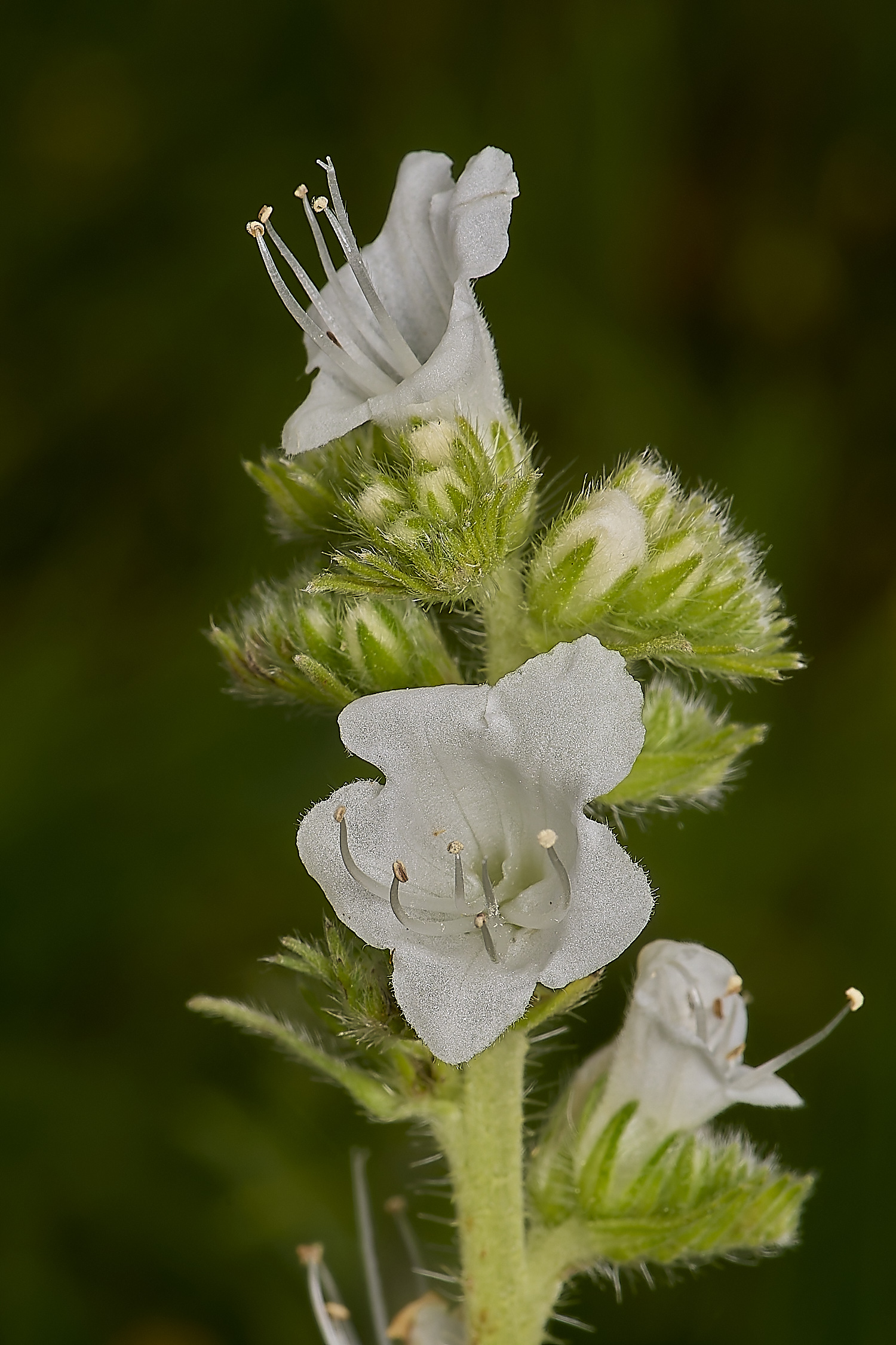 CranwichViper&#39;sBugloss13624-2-NEF-