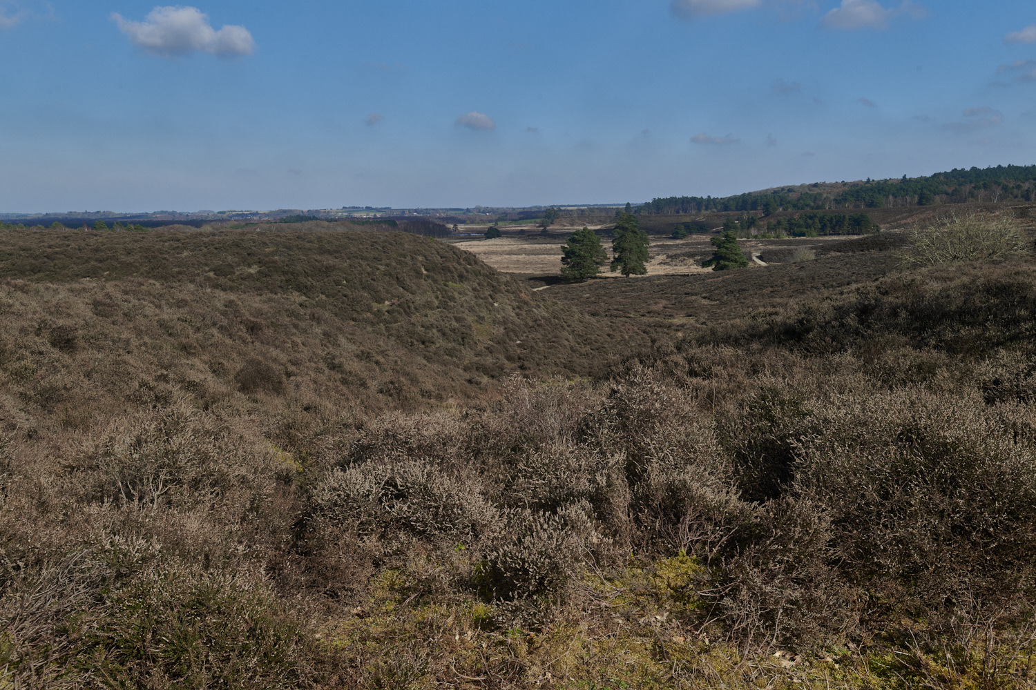 DersinghamBog090324-1