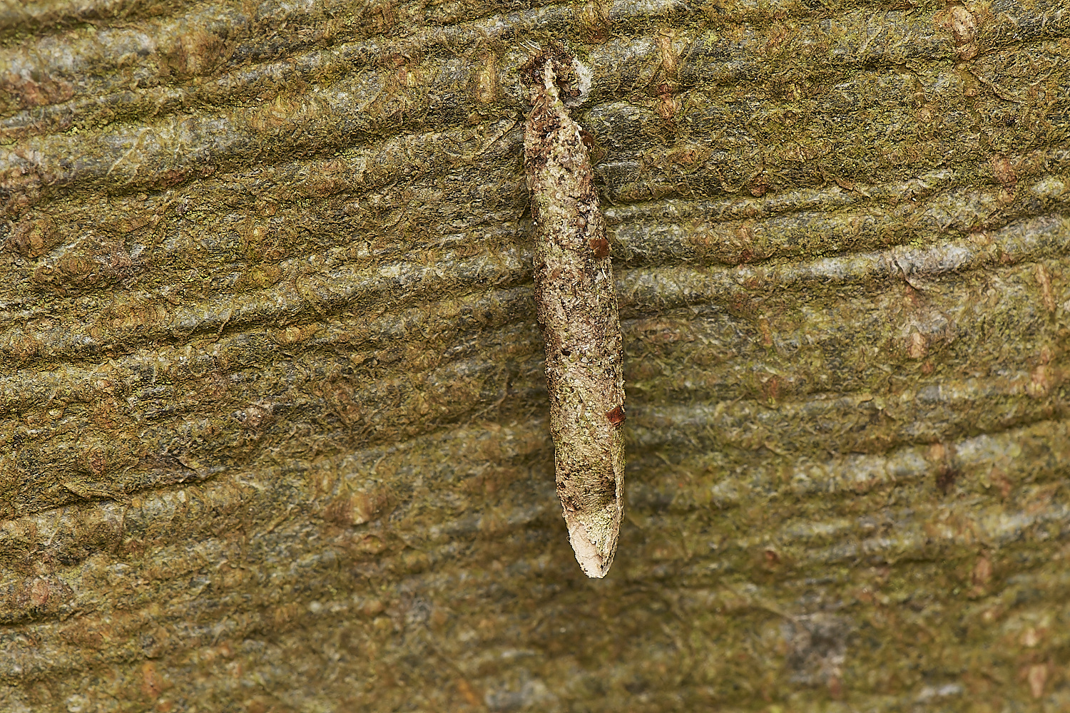 DersinghamBogBagWorm090324-1