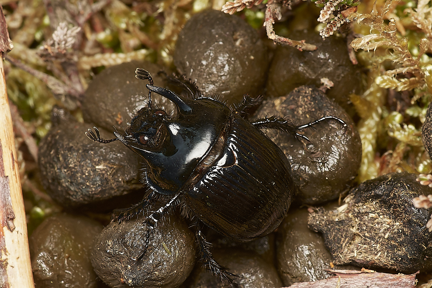 DersinghamBogBeetle090324-1