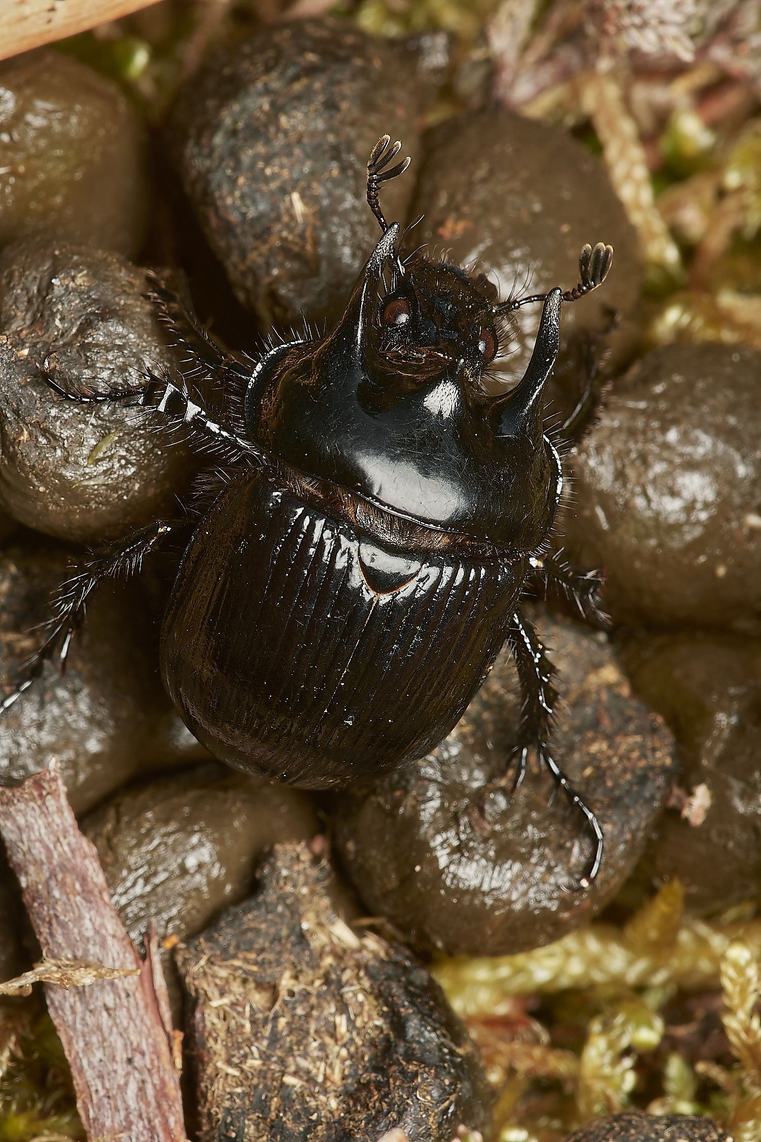 DersinghamBogBeetle090324-2