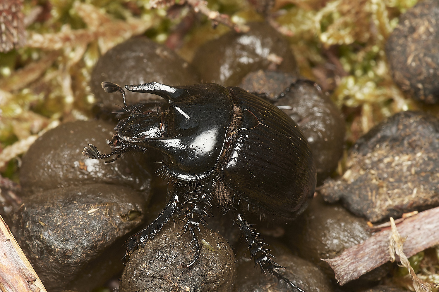 DersinghamBogBeetle090324-3