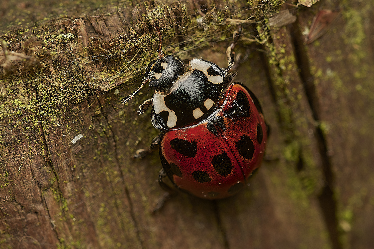 DersinghamBogEyedLadybird090324-0