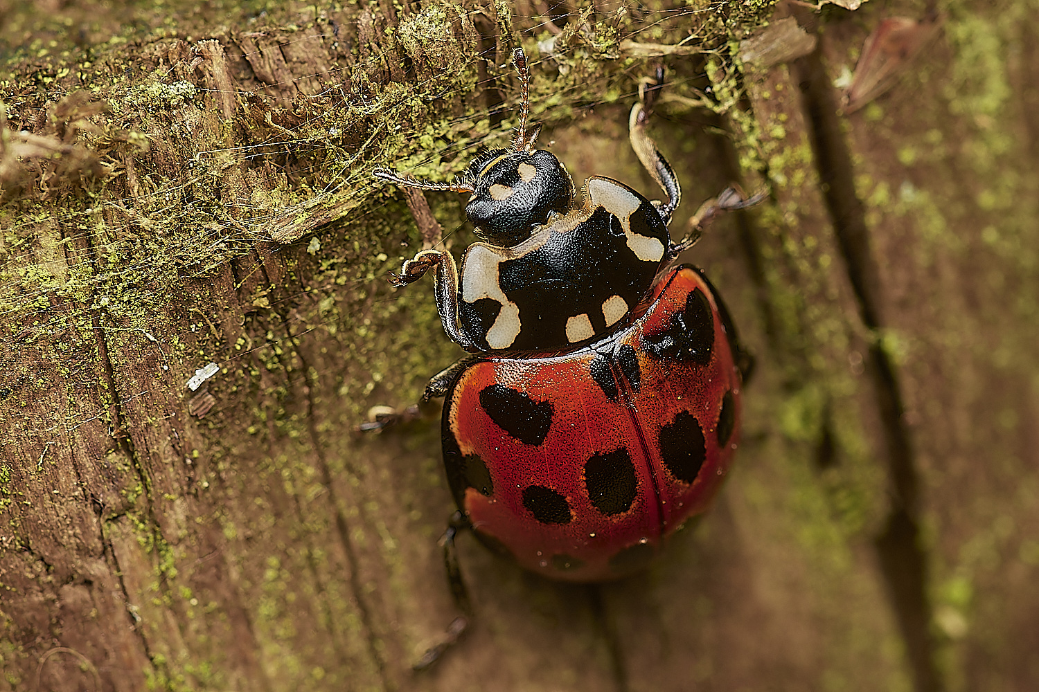 DersinghamBogEyedLadybird090324-1