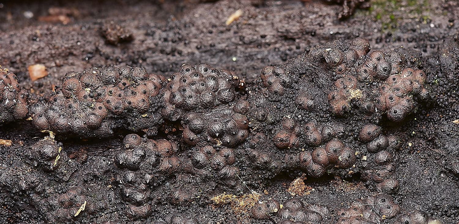 DersinghamBogFungus090324-1