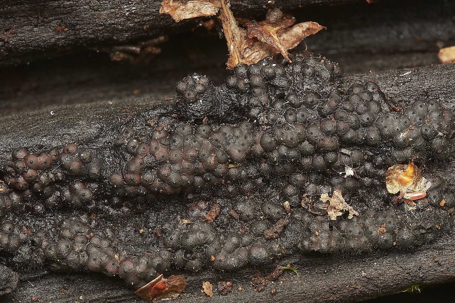 DersinghamBogFungus090324-2