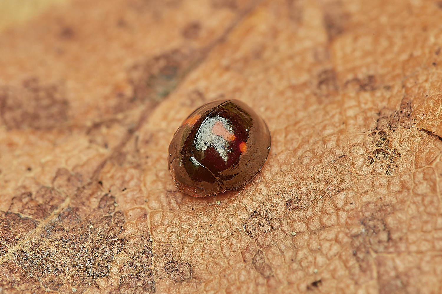 DersinghamBogHLadybird090324-1