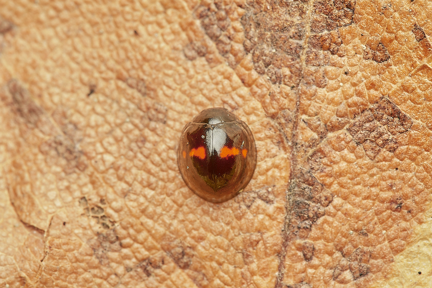 DersinghamBogHLadybird090324-2