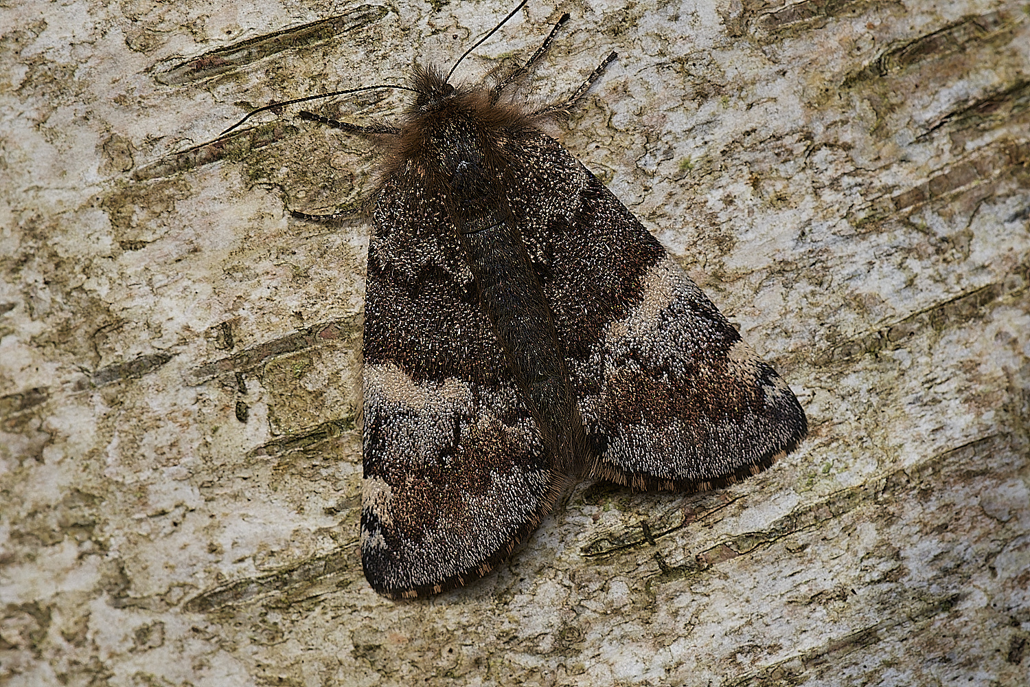 DersinghamBogOrangeUnderwing090324-0