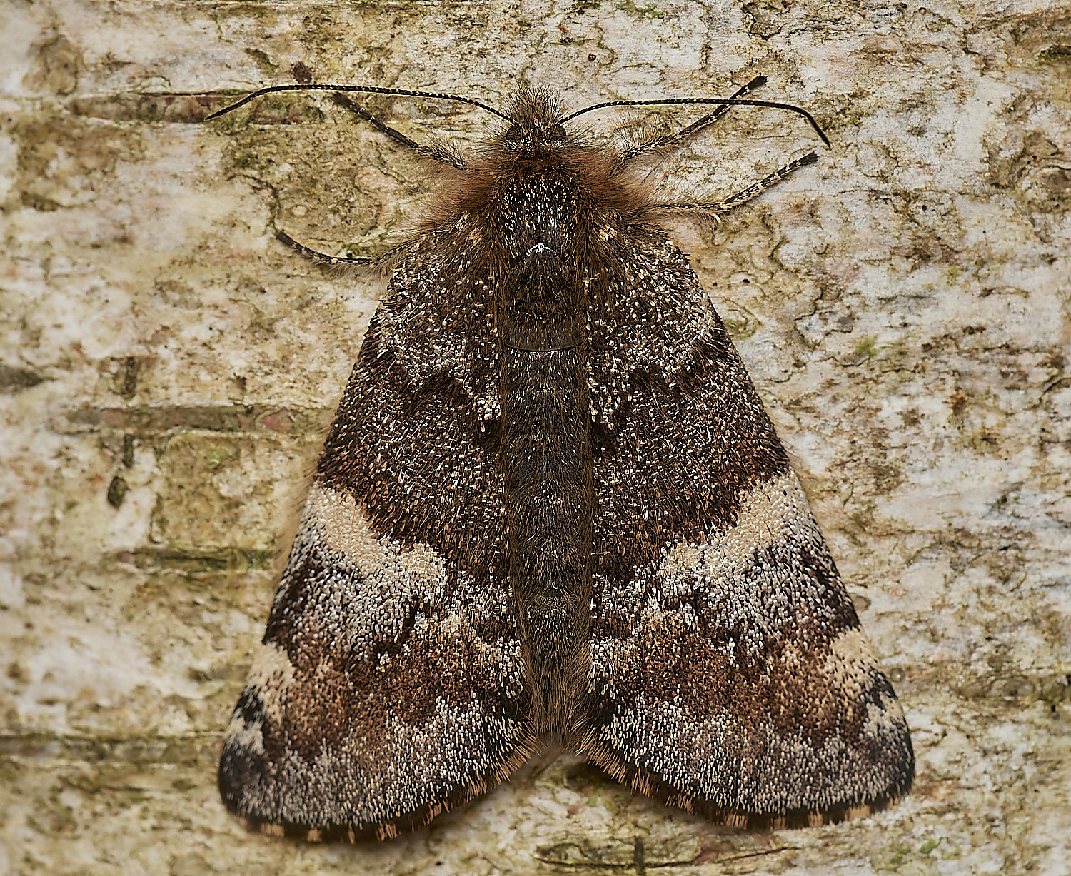 DersinghamBogOrangeUnderwing090324-1