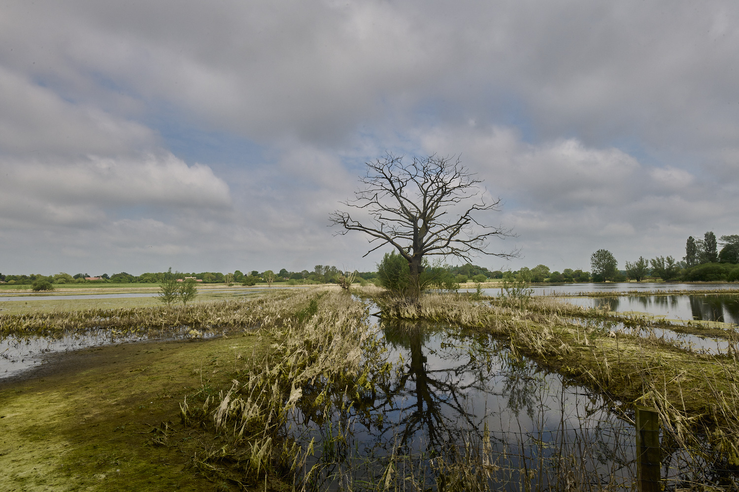 DickleburghMoor180524-11