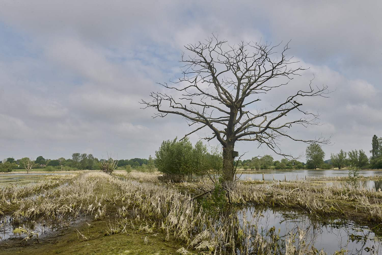 DickleburghMoor180524-12