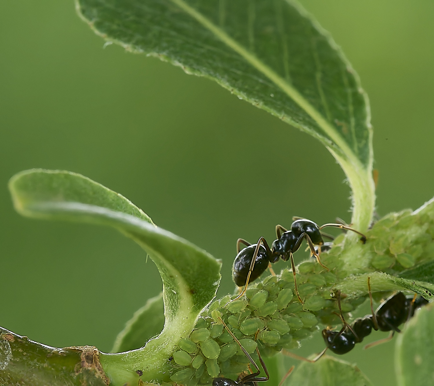 DickleburghMoorAphid180524-2