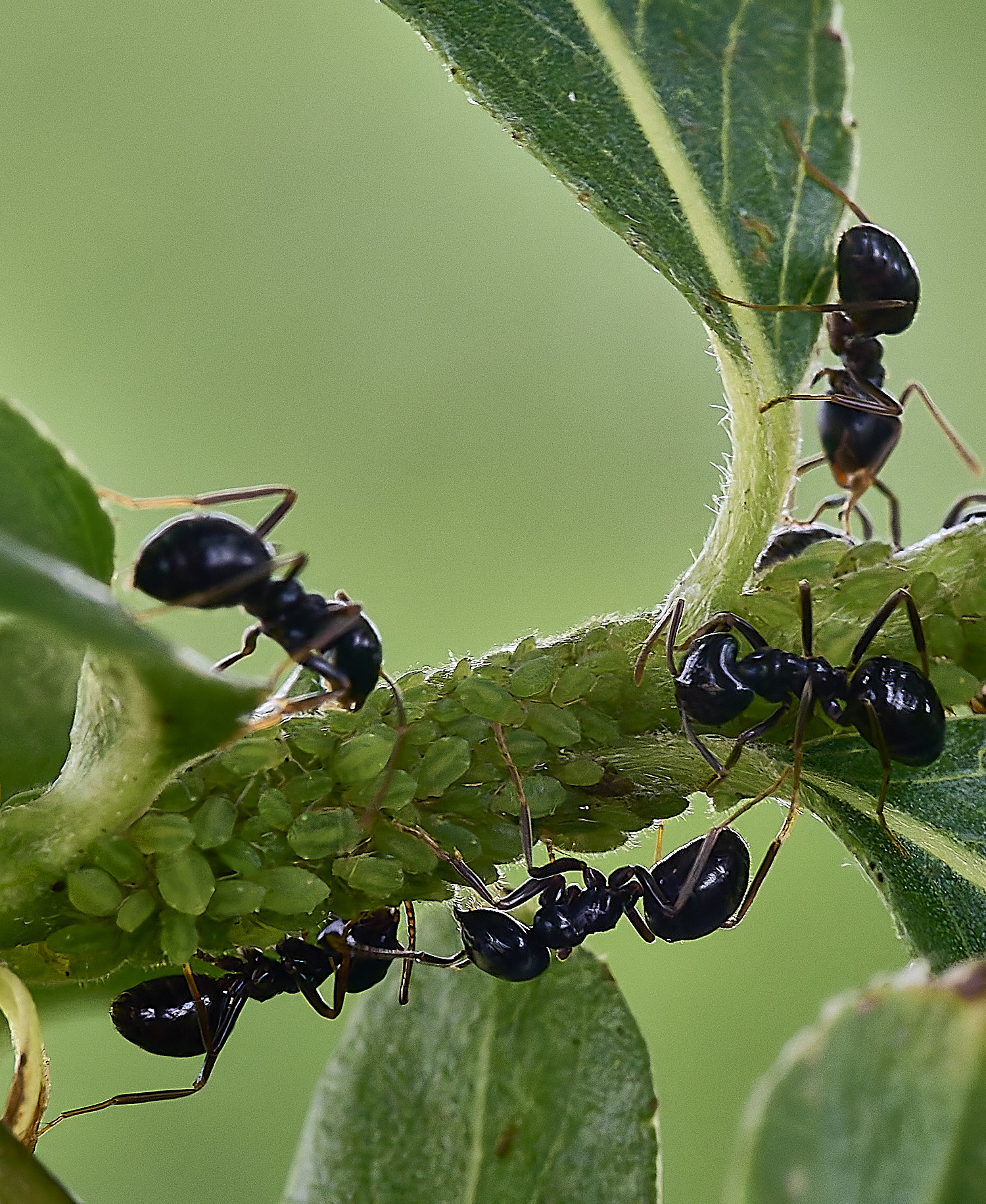 DickleburghMoorAphid180524-3