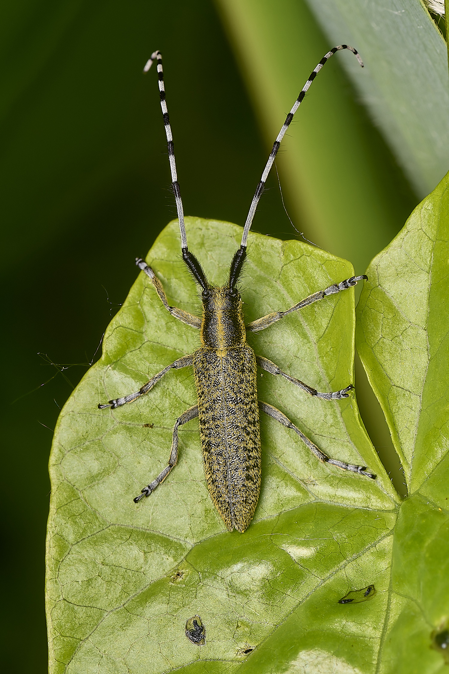 DickleburghMoorAviridescens180524-1