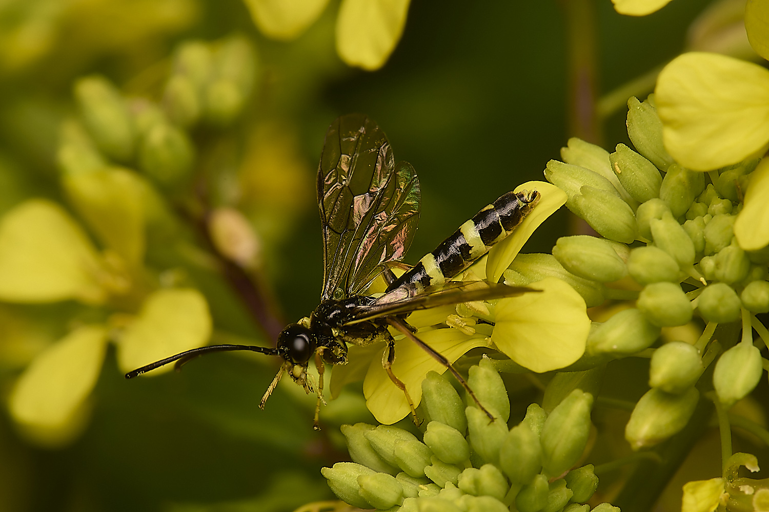 DickleburghMoorCephusSp180524-5