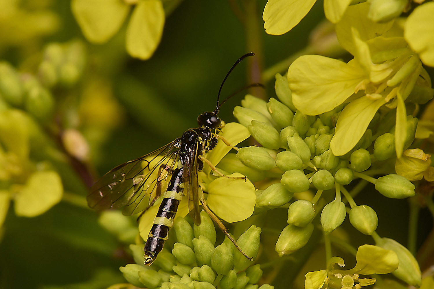 DickleburghMoorCephusSp180524-6