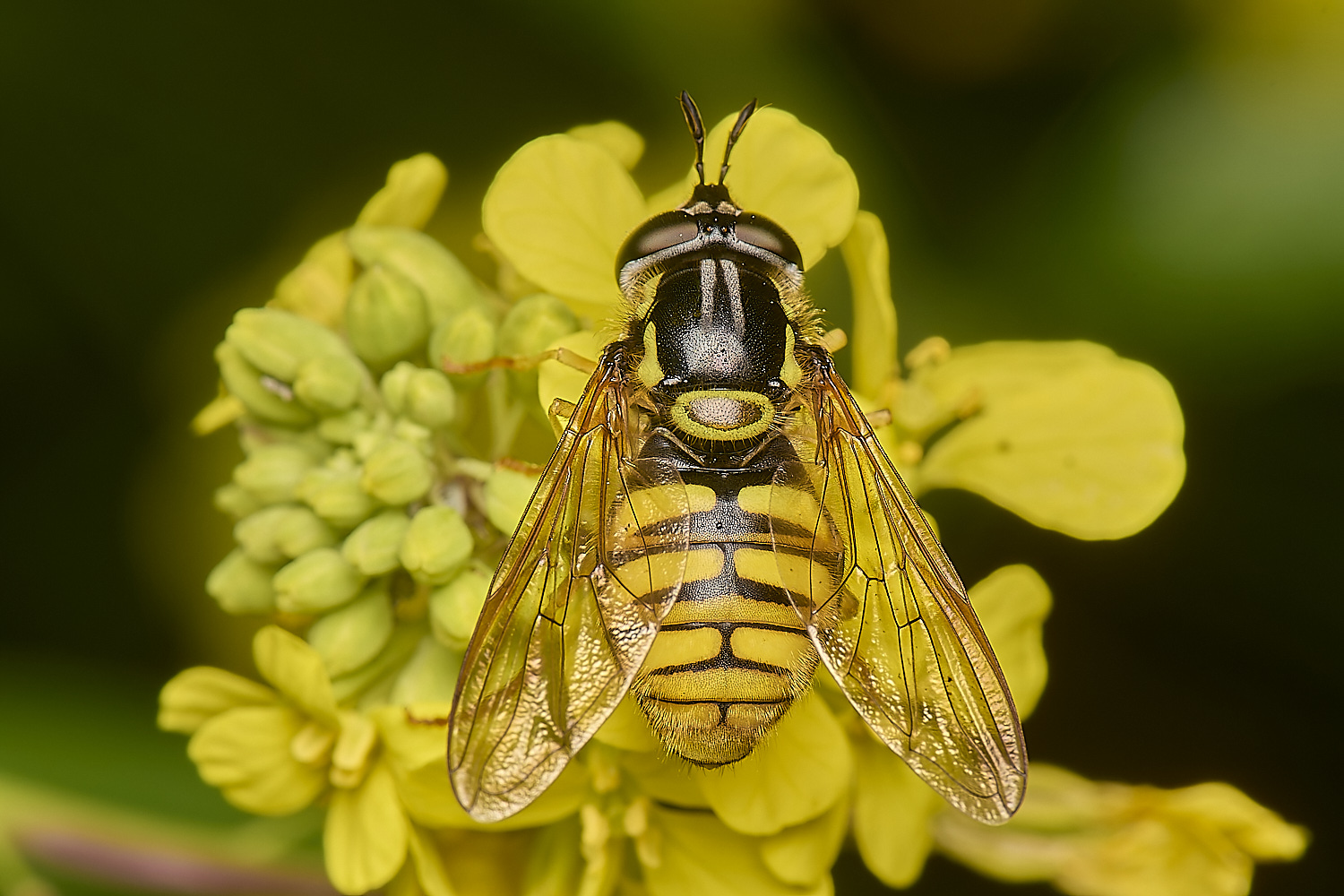 DickleburghMoorChrysotoxum180524-2