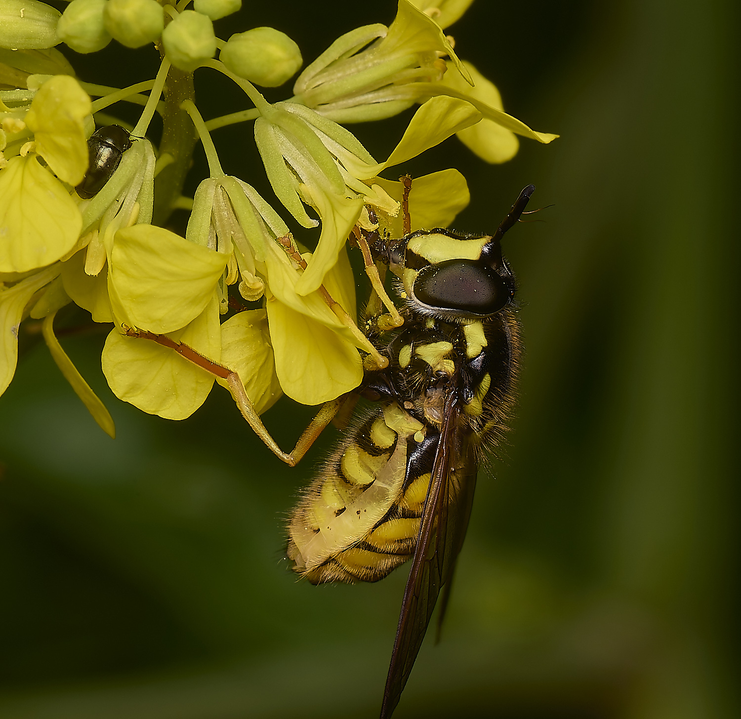 DickleburghMoorChrysotoxum180524-8