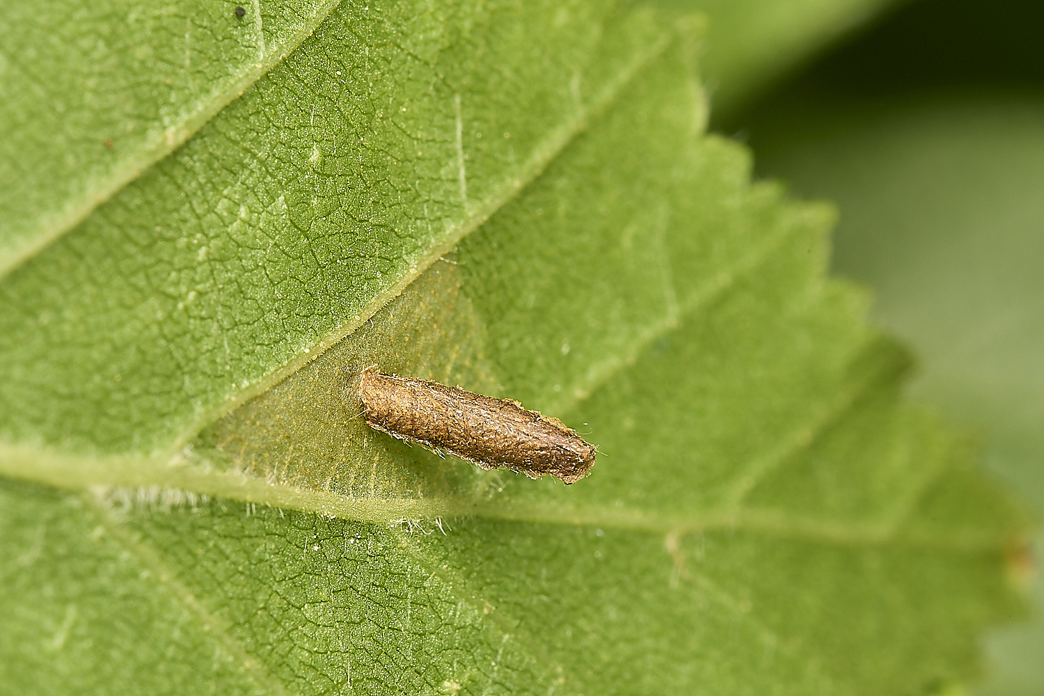 DickleburghMoorColeophora180524-1