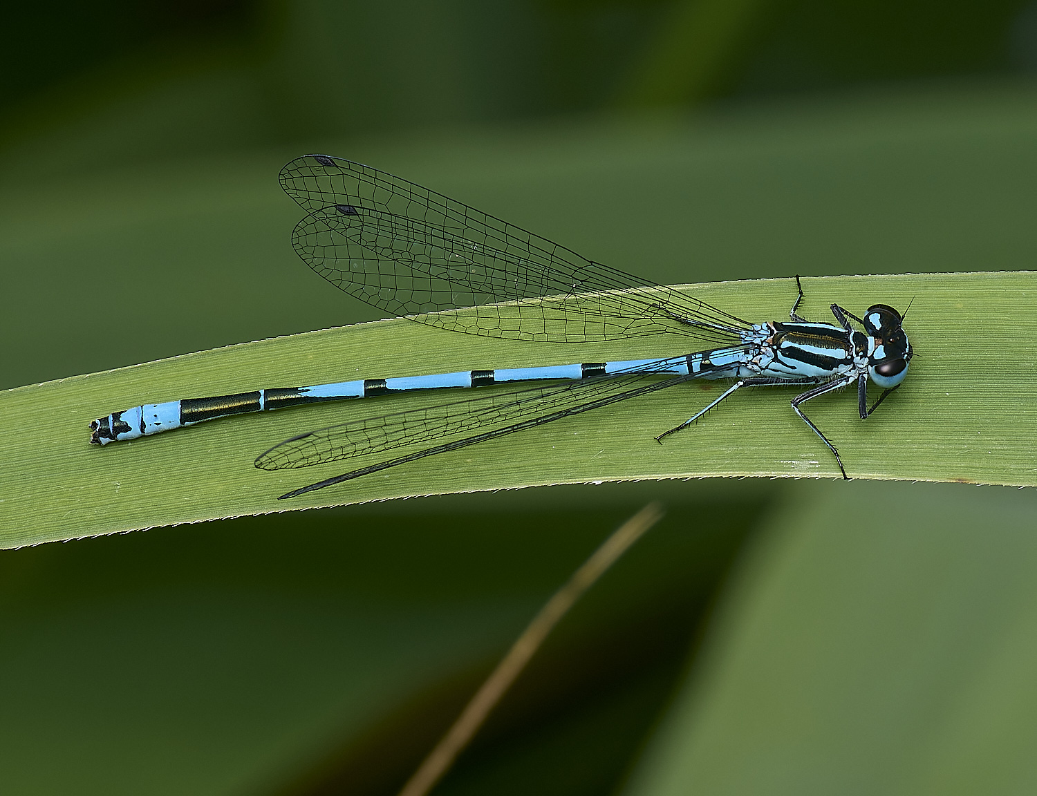 DickleburghMoorDamselFly180524-1